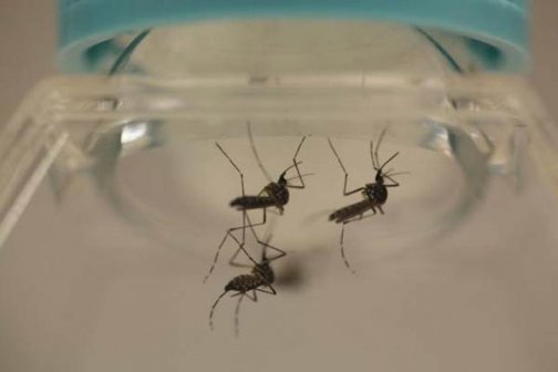 U.S. researcher contracts Zika during experiment