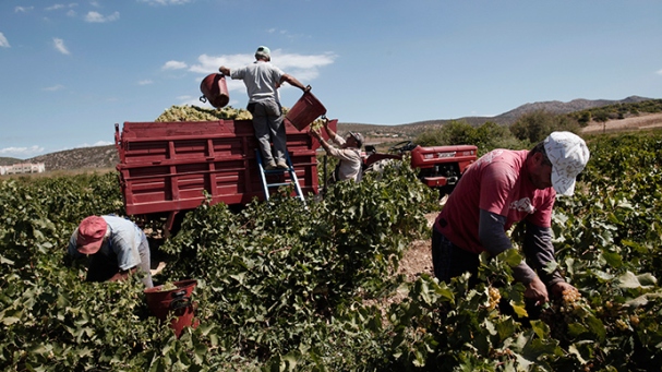 farm workers in US-Reuters