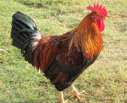 Cockerel