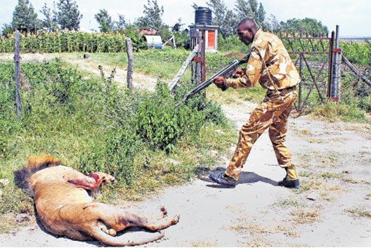 Stray Lion in Kenya