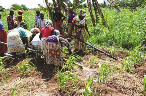 Farmers in Kilifi, Kenya