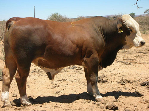 Namibia Secures USDA Approval to Export Beef to the United States