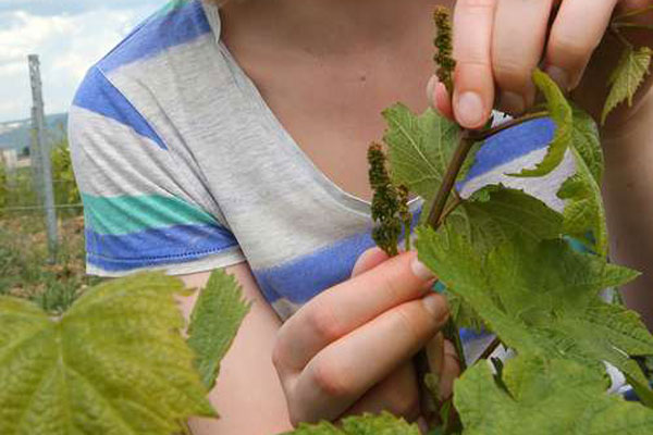 Appeal for change of emphasis to cope with extinction bound to cause fireworks
