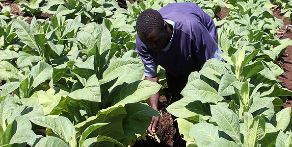 Order against tobacco rules extended