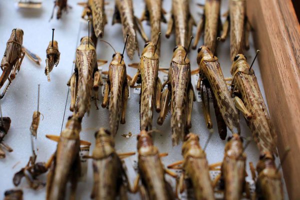 Locusts