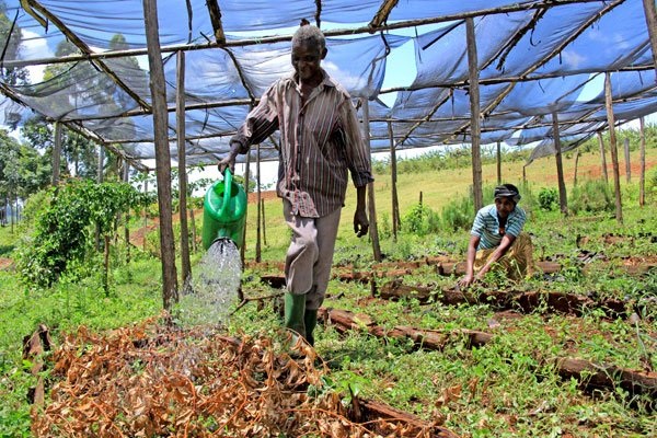 Government official wants trees paid as dowry