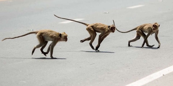 Monkeys snatch breastfeeding baby from mother in Tanzania