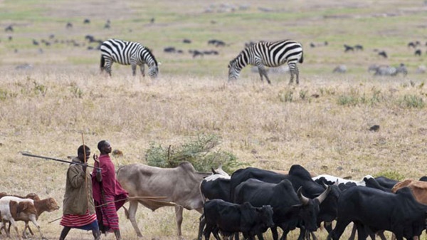 Loliondo relocations: Tanzania to crackdown on illegal Kenyan Maasais
