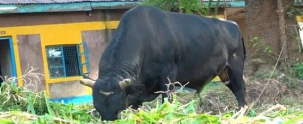 Kakamega Police Detain Bull For Killing Elderly Woman