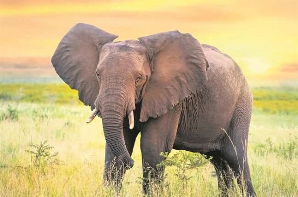 Elderly woman trampled to death by elephant in Kenya