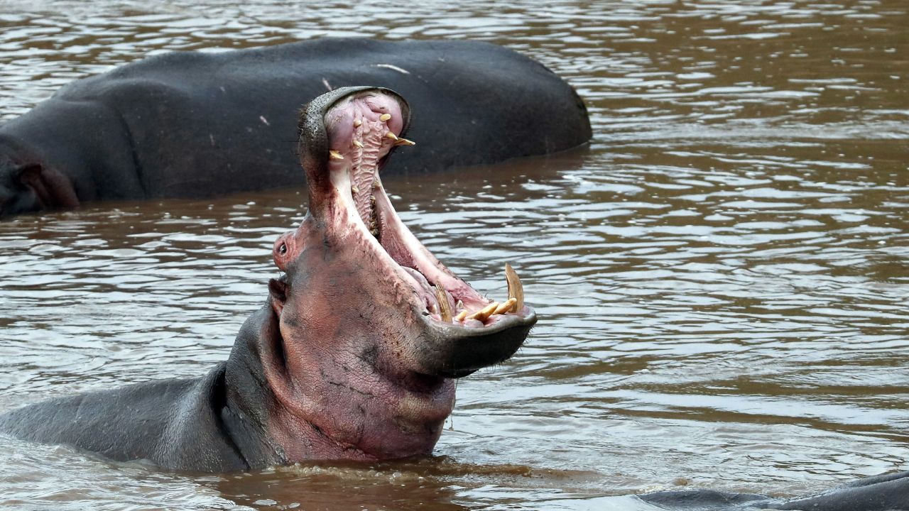 2-year-old rescued after being swallowed by hippo