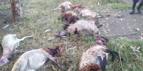 Alarm as stray hyenas terrorise Homa Bay residents in Kenya