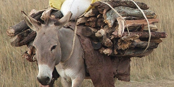 China’s demand for Africa’s donkeys is rising. Why it’s time to control the trade