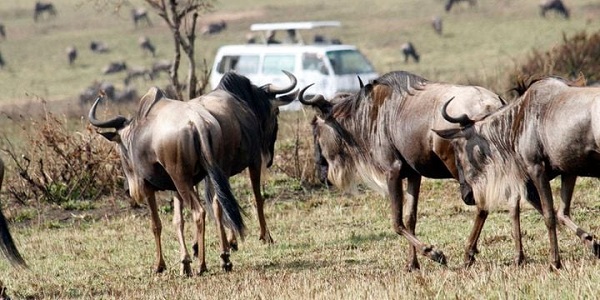 German tourist dies, two injured in Maasai Mara crash